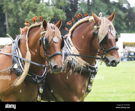 Suffolk Punch Horse