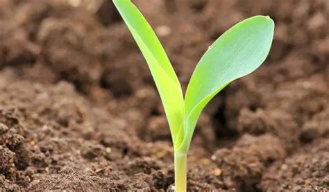 玉米种子如何快速发芽 - 农敢网