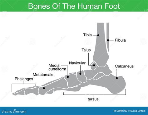 Foot Bones Anatomy Vector Illustration | CartoonDealer.com #228522356