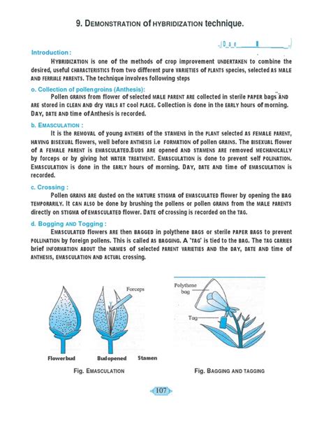 Hybridization Technique | PDF | Flowers | Hybrid (Biology)