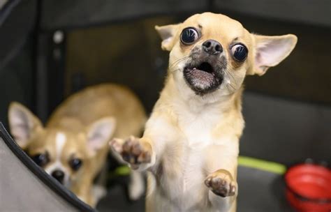 Image result for Exploding Chihuahua