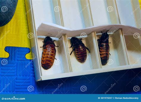 Madagascar Cockroach Dissection 的图像结果