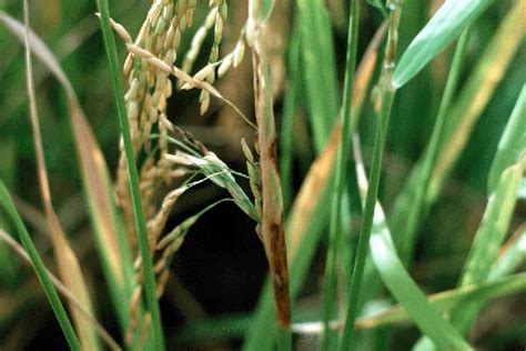 Sheath Rot Disease of Rice: Symptoms, Disease Cycle, Management
