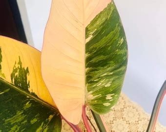 Outdoor & Gardening - Etsy India