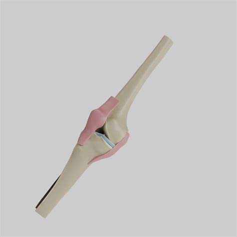 3D Knee Anatomy - TurboSquid 1959434