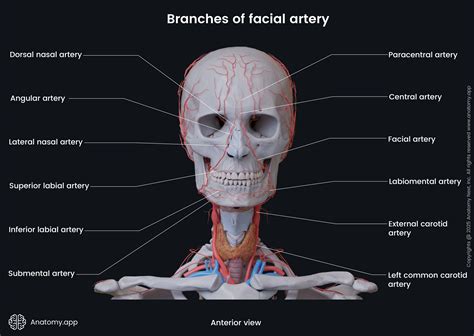 Facial Artery Branches 5 Vascular Abnormalities | Radiology Key