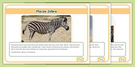 What is a Zebra? | Zebra Habitat and Facts | Twinkl Teaching Wiki