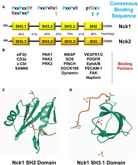Sh2 Lewis Structure