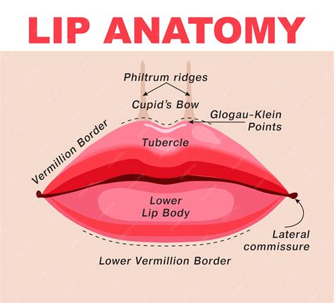 Premium Vector | Anatomy of lips with detailed labeled parts description Lips infographic ...