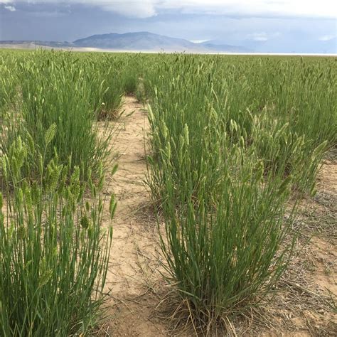 Wheatgrass Archives - Great Basin Seed