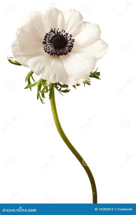 Black and White Anemone Isolated Stock Image - Image of petals, flowers ...