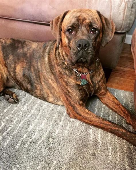 Image result for Boxer Mix Dogs