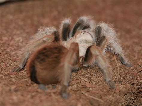 Arizona Blond Tarantula (Aphonopelma chalcodes) care — The Tarantula ...