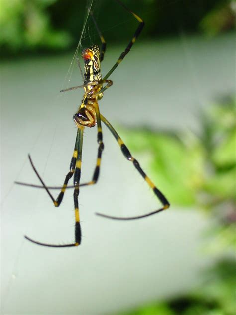 무당거미 Nephila clavata (Golden Orb-web Spider); Image ONLY