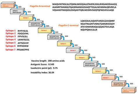 Immunoinformatics-Aided Design of a Peptide Based Multiepitope Vaccine ...