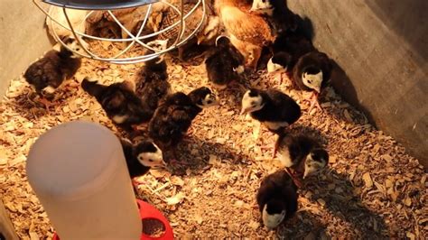 Image result for Turkey Brooder