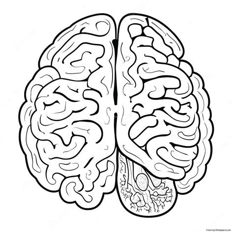 The Brain Coloring Page
