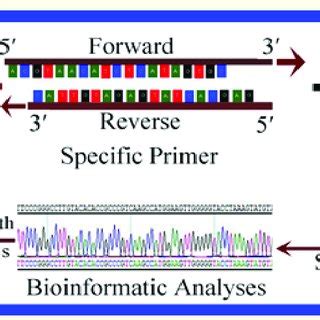 Image result for Microbial Barcoding