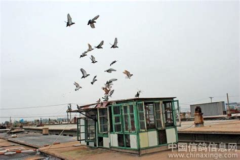 我的鸽棚我来秀—赛鸽棚--中国信鸽信息网相册