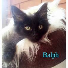 ragdoll mix ragdoll mix kittens ragdoll mix cat in vic petrescue ragdoll mix ragdoll mix kittens ragdoll mix cat in vic petrescue