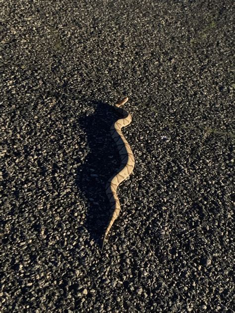 First ever copperhead sighting! : r/snakes