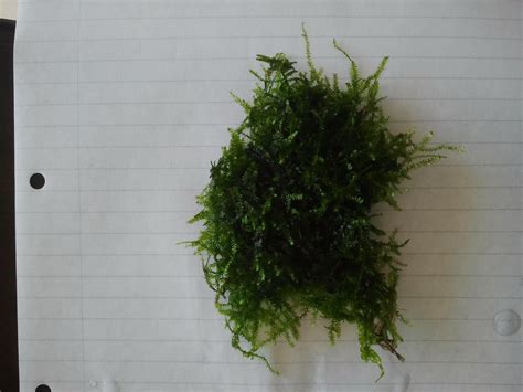 Image result for Java Moss Carpet