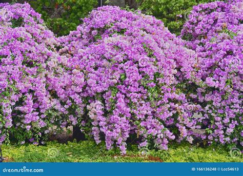 Purple Flowering Vines