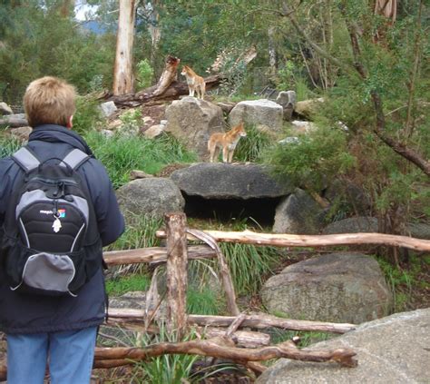 ZooLex Image - Dingo Den