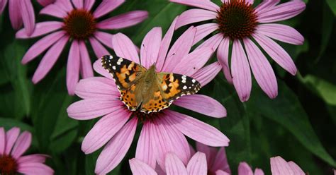 15 Perennials That Deer and Rabbits Avoid - The Garden Magazine