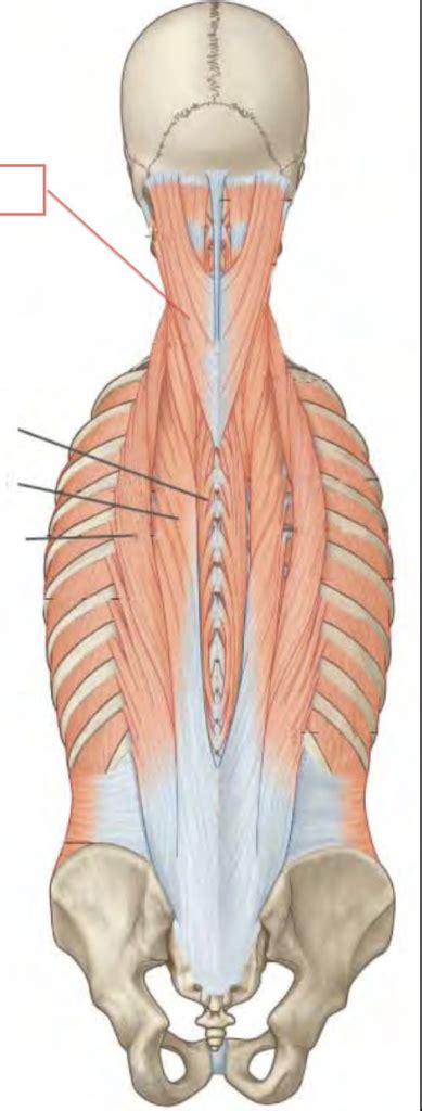 Image result for Deep Tissue Lower Back