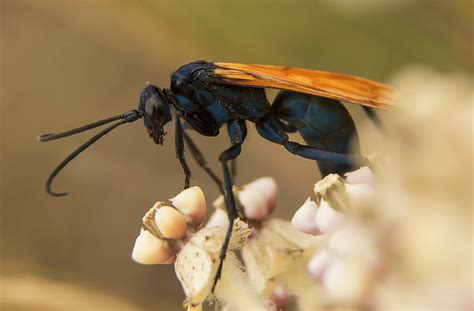 What Is A Tarantula Hawk? | 10 Terrifying Facts! | BeesWiki