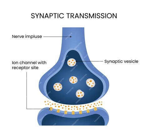 Premium Vector | Synaptic transmission diagram for medical design