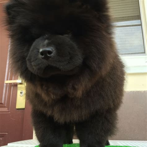 14 cute pictures of black chow chows that will make your mouth smile ...