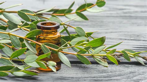 Exploring the many faces of Eucalyptus oil | TreeProject