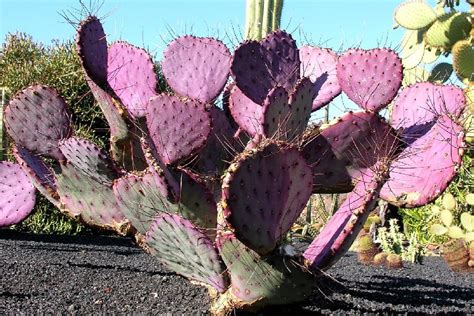 Repotting Opuntia 的图像结果