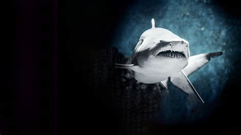 Watch Zombie Sharks | HBO Max