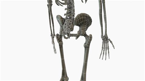 Image result for Model of Skeleton