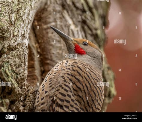 A male Red Shafted Flicker, or Northern Flicker, patiently constructing ...