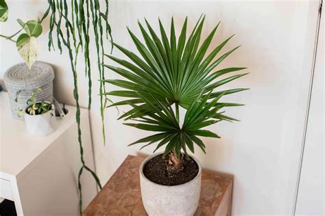 How to Grow and Care for Chinese Fan Palm (Fountain Palm)
