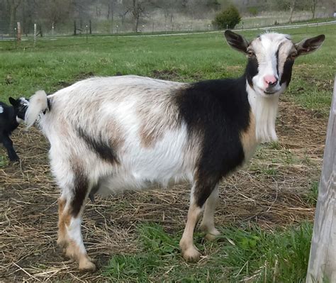 Dwarf Pygmy Goats