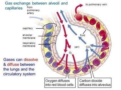 How alvoli are designed to maximize the exchange of gases 0 bio ...