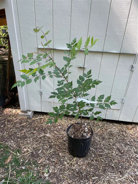 Golden Rain Tree (Koelreuteria paniculata ) - Nate's Garden Supply