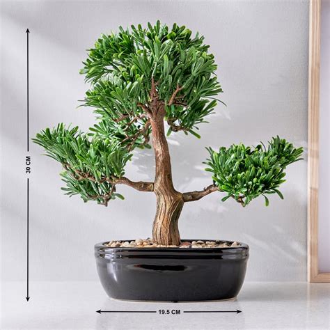 Buy Gloria Bonsai Artificial Plant in Ceramic Pot from Home Centre at ...