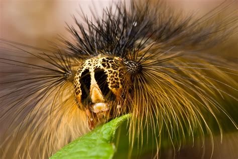 Image result for Alien Species Identified