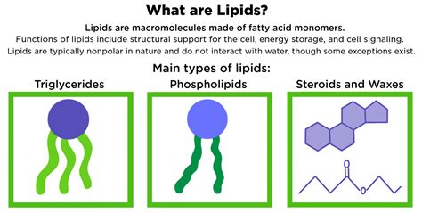Components Of Lipids at Sean Swick blog