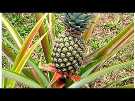 Image result for Blender Sample Python Code