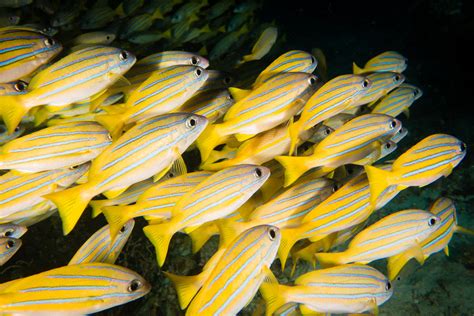 Image result for Sea Snapper