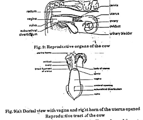 Reproduction - Animal Husbandry and Veterinary Science Optional for ...