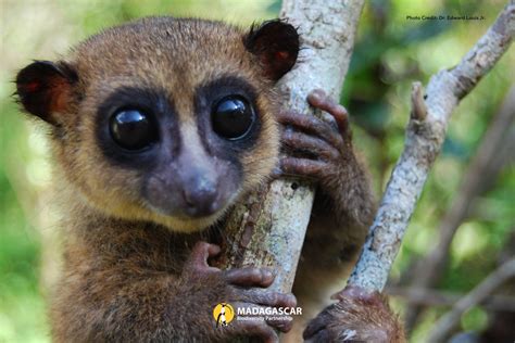 Impossibly cute tiny lemur species discovered in Madagascar that looks ...