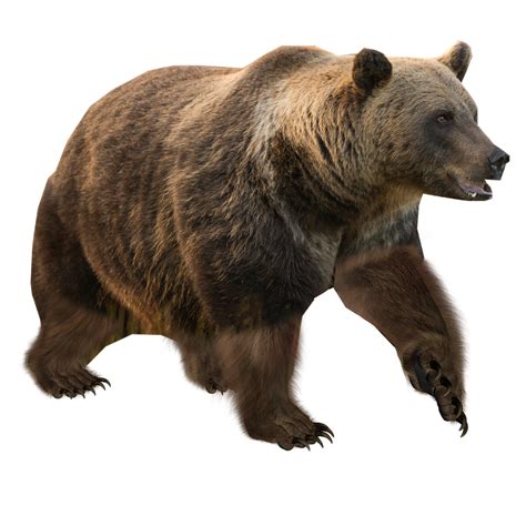 Eurasian Brown Bear